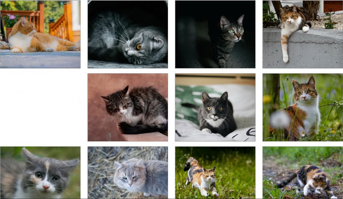 Wallpapers - Cats - Free download and install on Windows | Microsoft Store, image size:1192x692