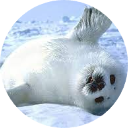 Seal Wallpaper New Tab icon