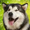 Dog Breeds