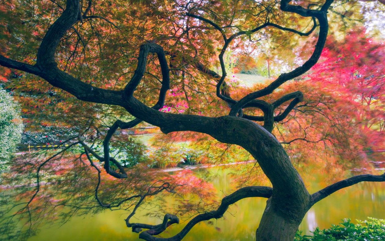 #1. Out on a Limb (Windows) 由: Microsoft Corporation