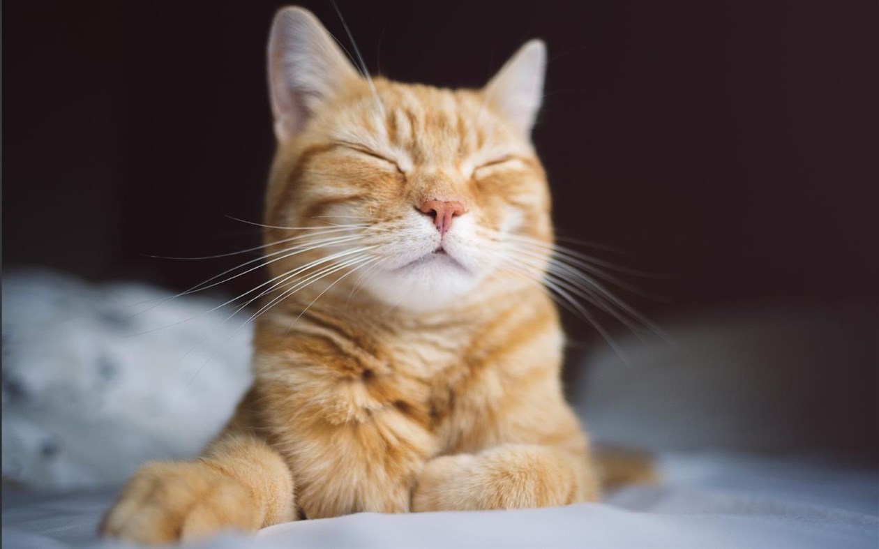 #3. Cat Expressions (Windows) 由: Microsoft Corporation