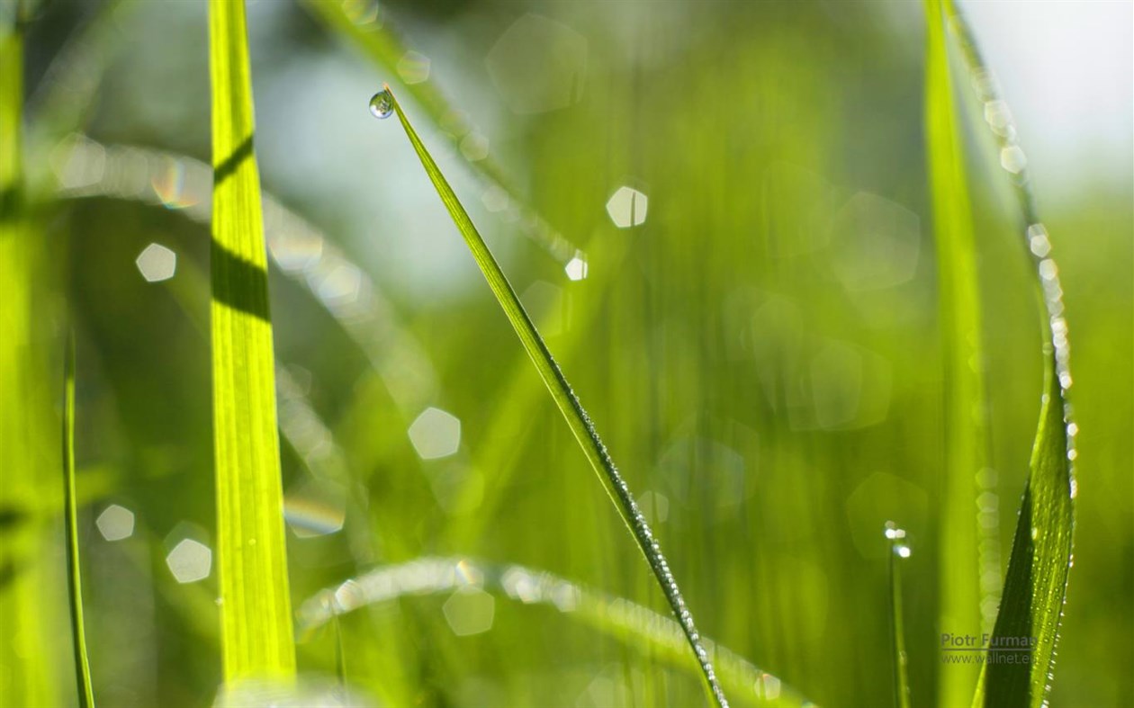 #1. Green World by Piotr Furman (Windows) Podle: Microsoft Corporation