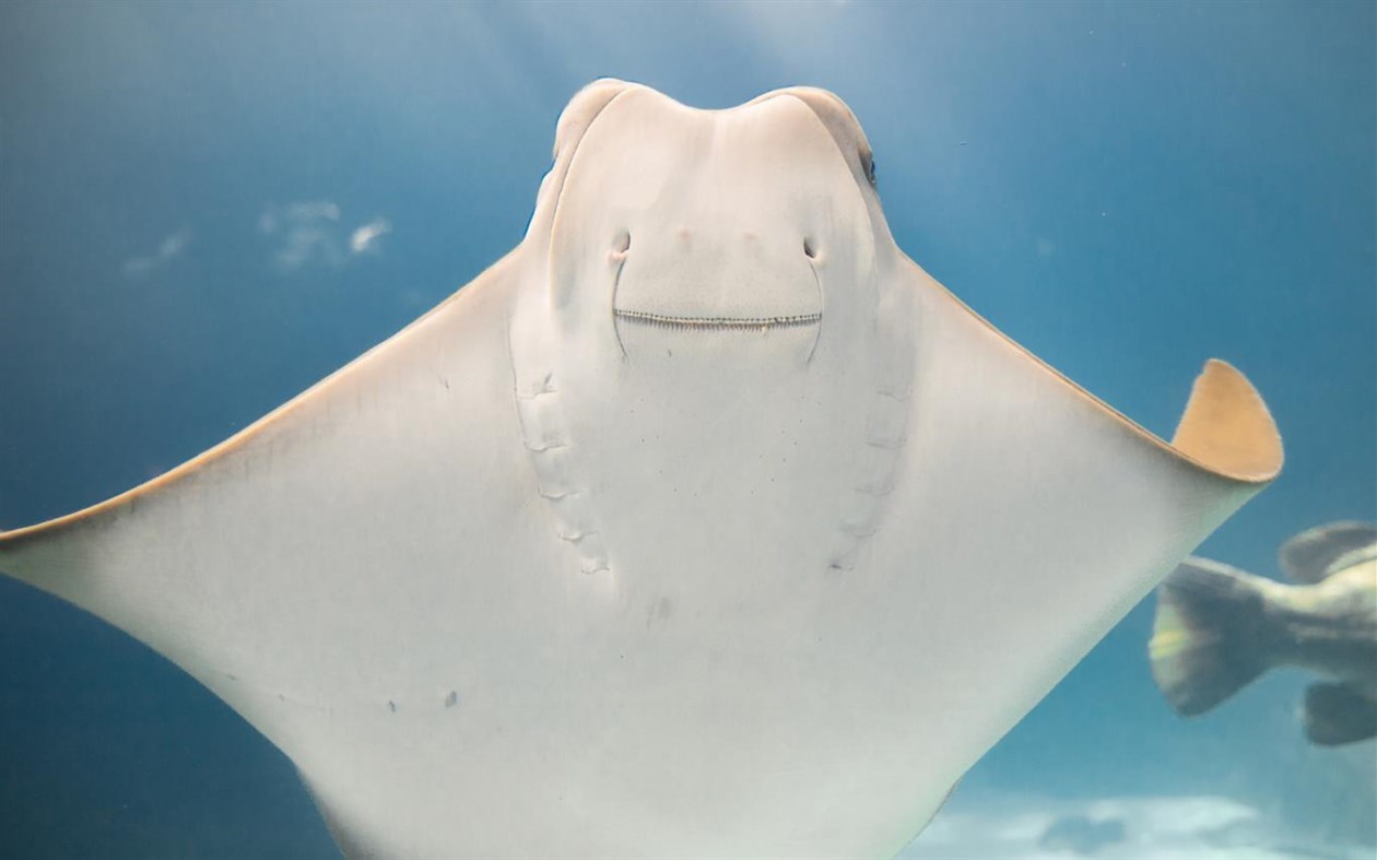 #3. Smiling Creatures (Windows) 由: Microsoft Corporation