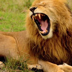 Wild Animal Jigsaw Puzzles - Classic Animal Puzzles