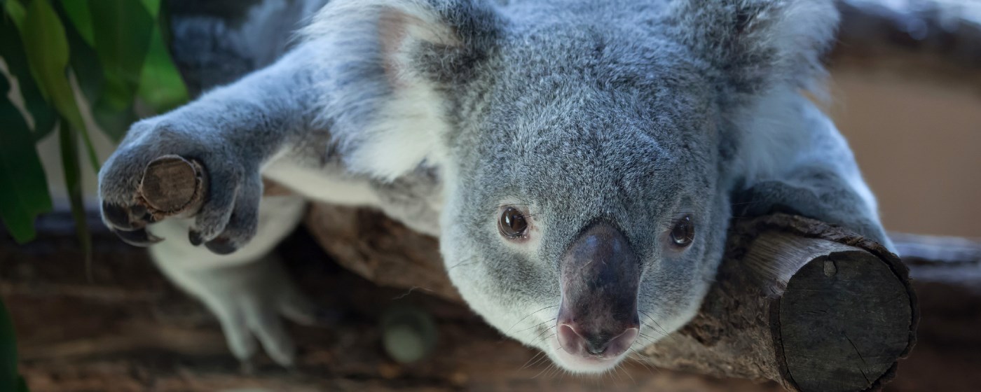 My Koala Bear - Adorable Koala HD Wallpapers marquee promo image