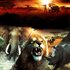 Cabela’s® African Adventures