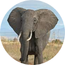 Elephant Wallpaper New Tab icon