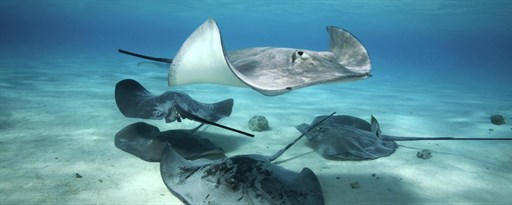 Stingray Wallpaper New Tab marquee promo image