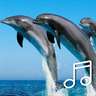 Relaxing Dolphin Sounds:Dolphins Sound With Soothing Music