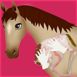 Horse Pregnancy Surgery 2