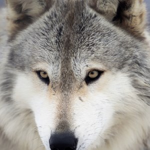 My Wolves - Great Wolf HD Wallpapers icon