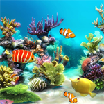 aquarium 4k live wallpaper