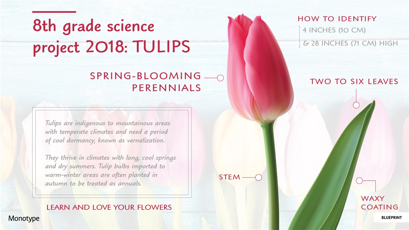 #4. Monotype Handwriting Font Pack (Windows) 由: Monotype, Inc.