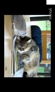搞笑宠物视频-猫咪 screenshot 3