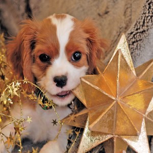 Christmas Puppies - Dog & Puppy HD Wallpapers