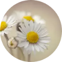 Daisy Wallpaper New Tab icon