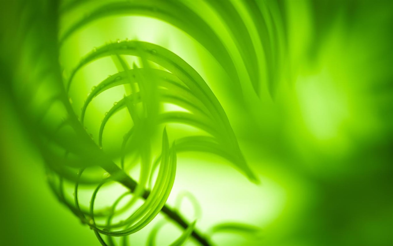 #1. Shapes of Leaves (Windows) 由: Microsoft Corporation