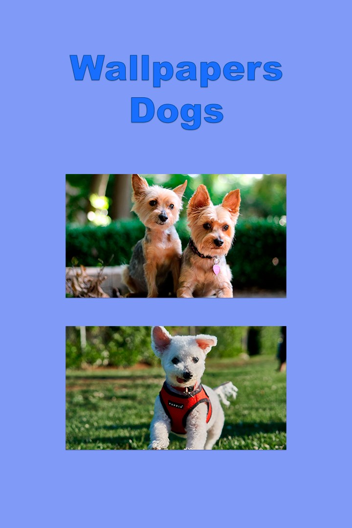Wallpapers - Dogs