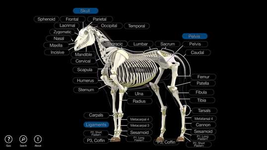 Horse Anatomy: Equine 3D screenshot 2