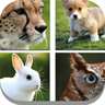 Close Up Animals 2015 - Guess the Zoo, Farm or Pet Pics Trivia Quiz
