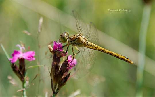 Dragonflies by Thomas Freiberg screenshot 4