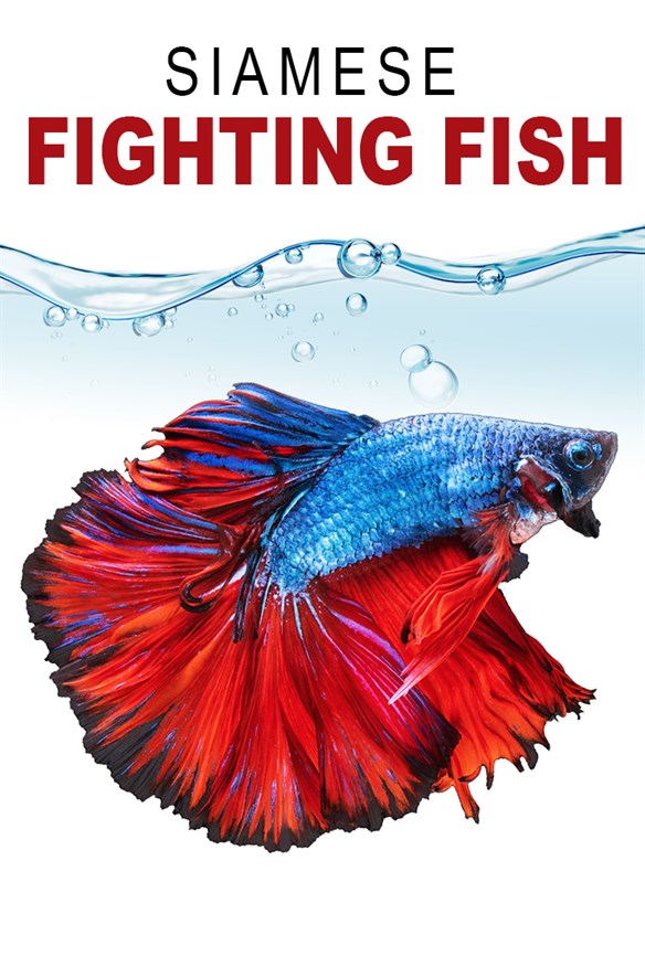 Siamese Fighting Fish