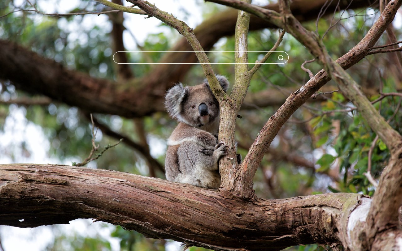 My Koala Bear - Adorable Koala HD Wallpapers