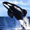 Relaxing Whale Sounds:Sounds of Whales With Music