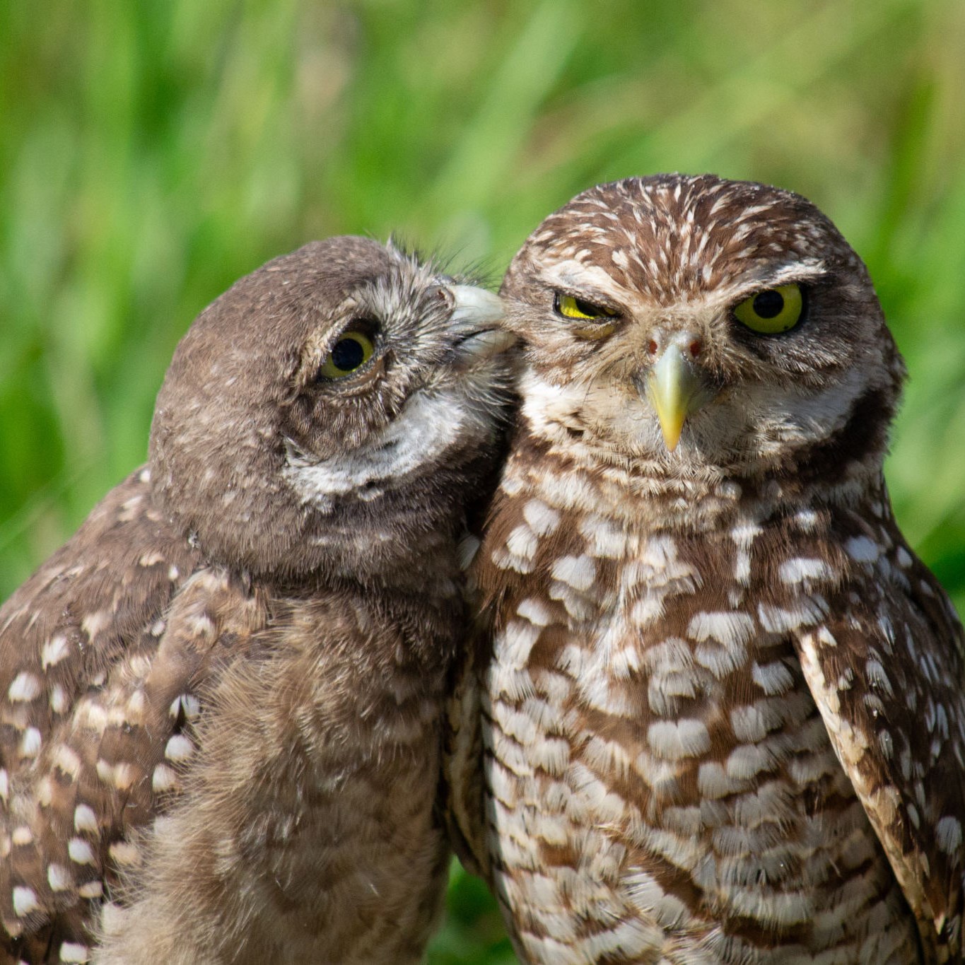 Owlet Bond