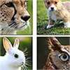 Close Up Animals - Guessing Images Puzzle