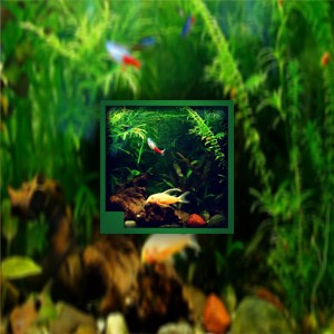 Real green aquarium