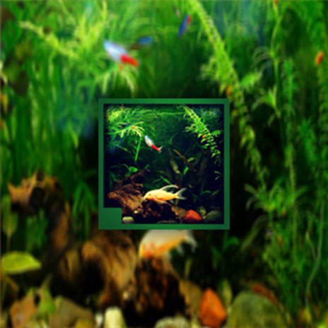 Real green aquarium - Microsoft Apps