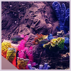 Real coral aquarium HD