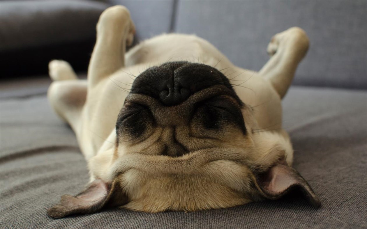 #3. Lovable Pugs (Windows) 由: Microsoft Corporation