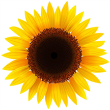 Product attribute search image