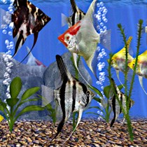 Aquarium Fish Tank DVD Screensaver Turn Your TV Into A FishTank CONTINUOUS  PLAY