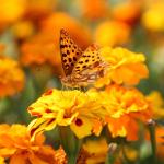 Community Showcase Insects 2