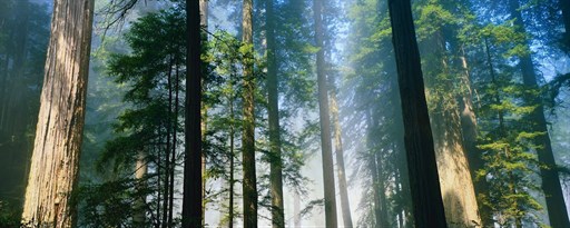 Redwood National And State Parks New Tab marquee promo image