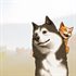 Animal Shelter 2
