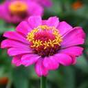 Pink Flower HD Wallpaper New Tab icon