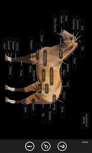 Horse Anatomy: Equine 3D screenshot 1
