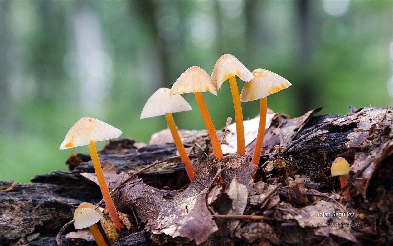 #2. The Forest Floor by Bojan Šeguljev (Windows) Podle: Microsoft Corporation