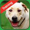 Dog Training