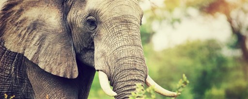 Elephant HD Wallpaper New Tab Theme marquee promo image