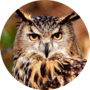 Owl Wallpaper icon