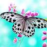 Butterfly Wallpaper Lite