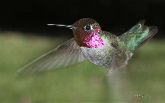 Hummingbirds by Desiree Skatvold screenshot 2