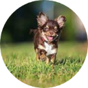 Chihuahua Wallpaper New Tab icon