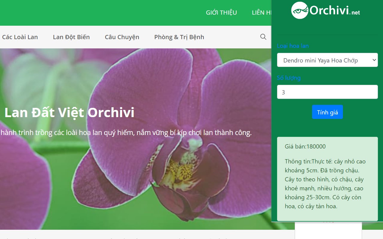 Vietnamese Orchid