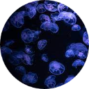 Jellyfish Wallpaper New Tab icon